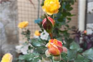 新手从花卉市场买的花如何养活【库百科农业网】