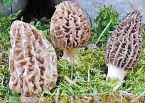 林下种植羊肚菌栽培技术【库百科农业网】