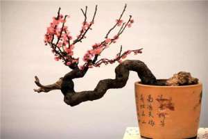 梅花何时换盆【库百科农业网】