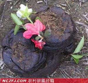 牛粪的用途【库百科农业网】