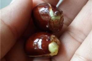 荔枝种子怎么种，盆栽能结果吗【库百科农业网】