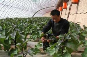大棚茄子及二茬茄的高产栽培技术【库百科农业网】