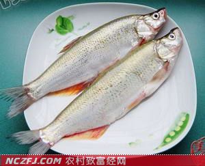 白条鱼【库百科农业网】