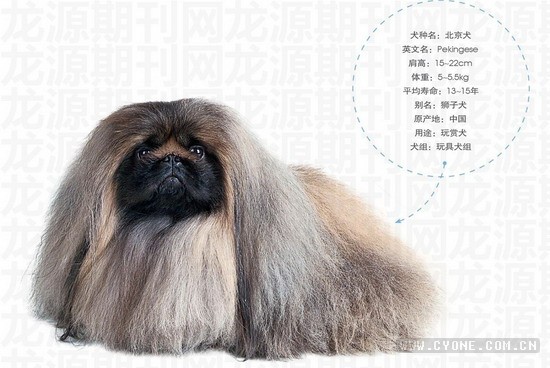 北京犬(北京狮子犬、北京袖犬、宫廷狮子犬)【库百科农业网】