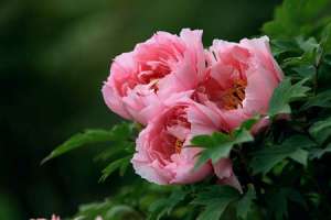 牡丹花怕冻吗【库百科农业网】