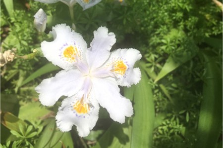 新买的蝴蝶花怎么养【库百科农业网】