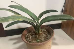 君子兰怎么种植方法，可以水培养殖吗【库百科农业网】