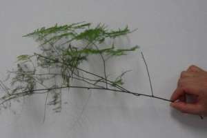 文竹分株在什么季节【库百科农业网】