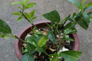 夜来香与紫茉莉区别【库百科农业网】