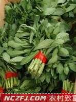 保健蔬菜养心菜的市场前景和种植效益【库百科农业网】