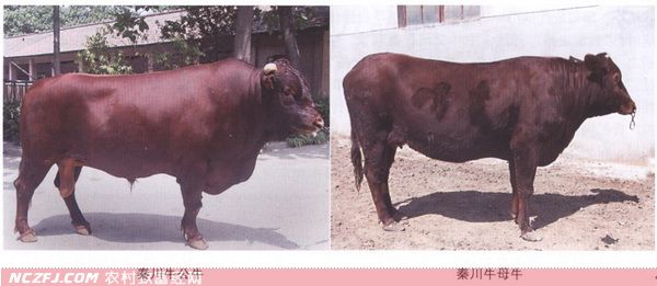 秦川牛【库百科农业网】
