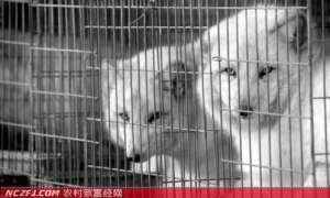潘建平如何靠北极狐蓝狐养殖致富-[生财有道]【库百科农业网】