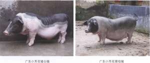 广东小耳花猪【库百科农业网】