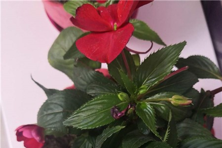 新买的凤仙花怎么养【库百科农业网】