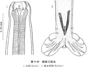 禽裂口线虫病的症状、诊断和防冶方法【库百科农业网】
