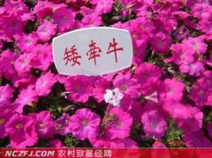 矮牵牛花的种植技术