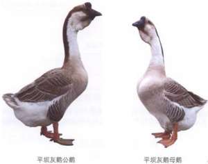 平坝灰鹅【库百科农业网】