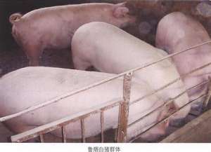 肉猪新品种鲁烟白猪养殖技术[农广天地]【库百科农业网】
