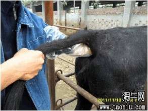 母牛子宫颈和阴道脱出的病因、症状和治疗【库百科农业网】