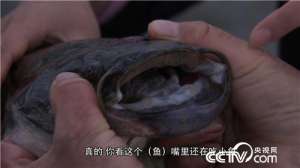 [致富经]蔡云楼：从洪水里赚钱赚了亿万财富【库百科农业网】