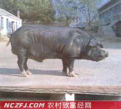 新金猪【库百科农业网】
