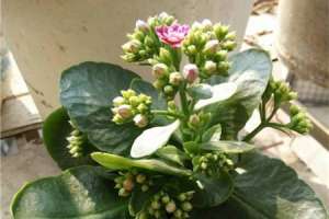 长寿花开花后怎么剪枝【库百科农业网】