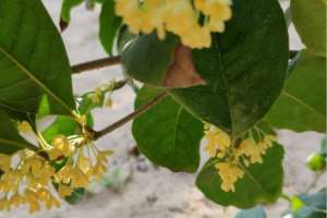 北方可以养桂花树吗，北方桂花树养殖方法【库百科农业网】
