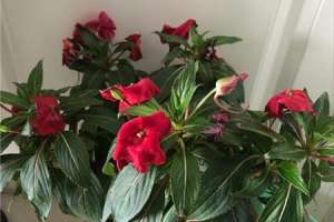 新买的凤仙花怎么养【库百科农业网】