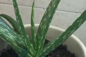 芦荟上面的刺有毒吗，被扎到怎么处理【库百科农业网】