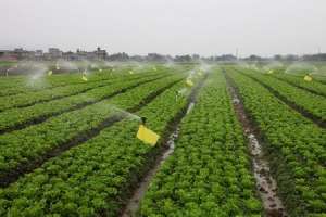 [科技苑]骆洪义蔬菜种植盐碱地亩产四万斤【库百科农业网】
