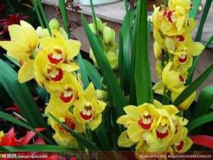 大花蕙兰的养殖方法和设施栽培技术　[农广天地]【库百科农业网】