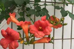 凌霄花和牵牛花的区别【库百科农业网】