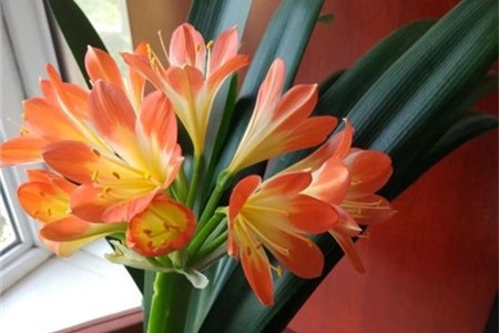 君子兰开花时间，君子兰的花期【库百科农业网】