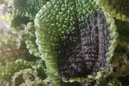 冷水花冬天怎么养，叶子边缘发黑怎么办【库百科农业网】