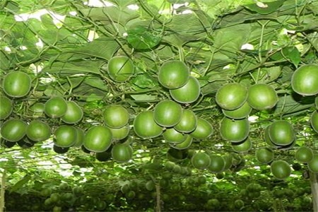 罗汉果