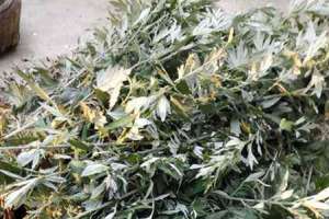 艾草泡脚的功效，艾草泡脚的禁忌【库百科农业网】