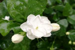 茉莉浇花浇多少【库百科农业网】