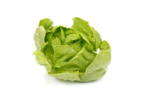 球生菜和普通生菜区别【库百科农业网】