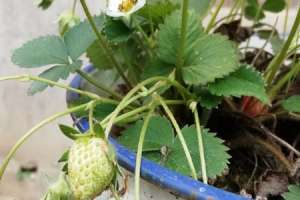 草莓种植时间和方法，如何种草莓【库百科农业网】