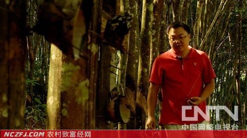 王云：发现橡胶籽的作用带来的财富[致富经]【库百科农业网】