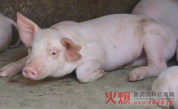 猪高热综合征的诊断与综合防控【库百科农业网】