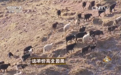[致富经]斯南多桀：养殖乌骨羊年售500万全因黑【库百科农业网】