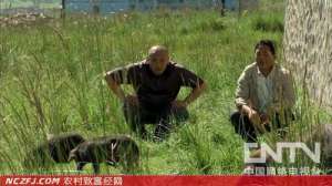 刘慧彬：蕨麻猪养殖大王养猪的故事[致富经]【库百科农业网】