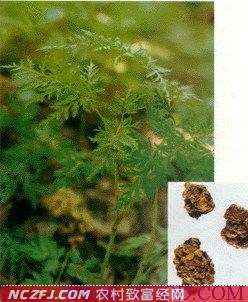 [农广天地]川芎种植技术【库百科农业网】
