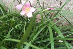 韭兰和水仙花的区别【库百科农业网】