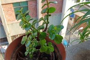 山茶花多少钱一株，山茶花的价格和图片【库百科农业网】