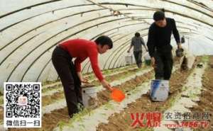 大棚蔬菜施肥应注意的几个问题【库百科农业网】