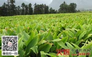 夏季中药材病害的防治【库百科农业网】