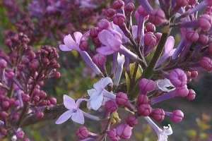 丁香花不开花怎么办，丁香花的花期多长【库百科农业网】