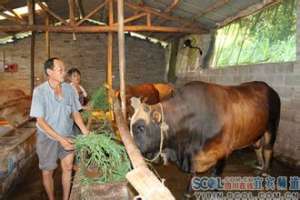 母牛同期发情的处理方法【库百科农业网】